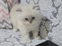 British longhair blue point dişi bebek