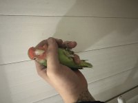Cennet papağanlar 3 adet