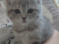 Kedimiz sahiplendirmeye açık
