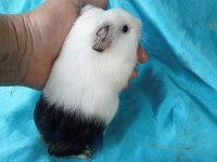 Ginepig yavrular