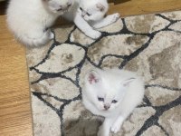 Kar beyaz maviş british shorthair yavrular