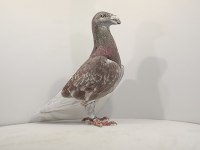 Polonya Gönderim 1. Sınıf Vitrin Güvercinler