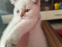 60 günlük british shorthair blue point