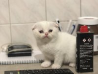 50 günlük Scottish straight ve Scottish fold yavrular