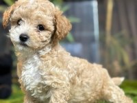 2 aylık erkek dişi toy Poodle yavrular