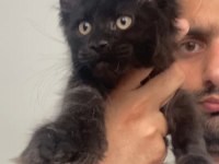 POLYDACTLY 6666 XXXL JAGUAR ERKEK MAİNE COON