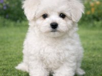 A KALİTE GERÇEK MALTESE TERRİER KÖPEKLER