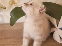 Scottish fold erkek bebek