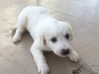 Maltipoo yavru 40 günlük