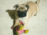 5 aylık pug