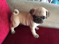 Pug mops yavrular