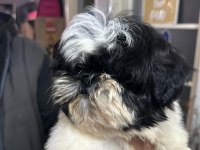 Orjinal shih-tzu yavrularımız