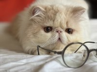 Erkek exotic longhair Lütfen arayarak bilgi alın