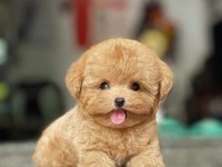 Birbirinden güzel toy poodle bebeklerimiz