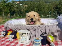 Baby face safkan golden retriever yavrularımız