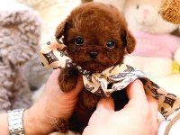 Maltipoo Kore Bebişler