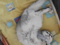 En iyi dost scottish fold