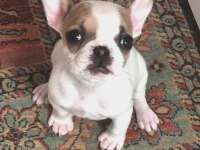 Dişi 1.5 aylık french bulldog