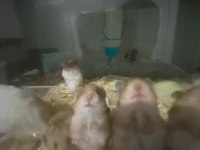 Ev üretimi teddy bear hamster