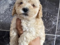 Orjinal minyatür toy poodle bebekler