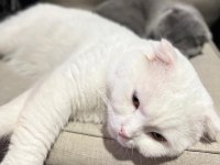 Scottish fold erkek kedimiz