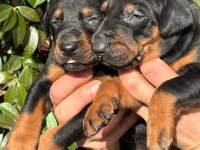 Safkan king doberman yavrularım