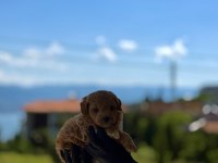 PREMİUM TEDDY FACE BABY POODLE