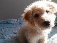 4 aylık yavru köpeğimiz