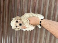 Sağlıklı Orijinal Maltipoo