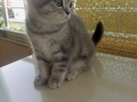 Muhteşem güzellikte british shorthair yavrular yuva arıyor
