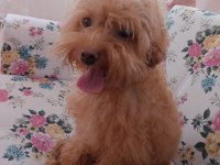 7 AYLIK MALTİPOO