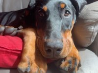 Kaliteli İnsanın Kaliteli Köpeği Olur
