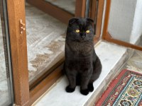 Siyah scottish fold erkek kedi