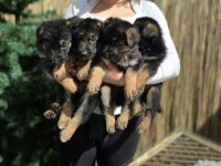 A şecereli safkan alman çoban köpeği yavrularımız
