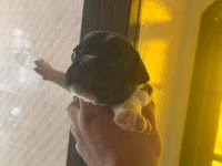 French Bulldog Baby