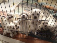 Dışı Erkek Maltese Terrier Yavrularımız