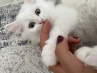 British longhair