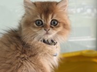 Ankarada ziyarete açık golden british shorthar yavrular
