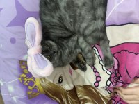British shorthair dişi kedimiz