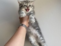 3 adet yavru scottish fold ücretsiz