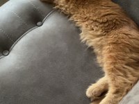 Tatlı Maine Coon Kedimiz