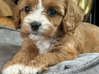 Cavapoo bebeklerimiz Üst Kalite