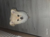Pomeranian Lui evinizin neşesi olmaya geliyor