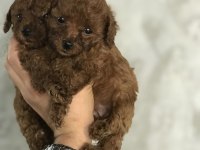 Toy Poodle Bebeklerim
