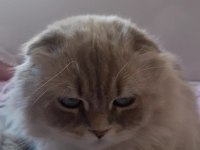 Tüy dökmez aşıları tam yapılmış scottish fold