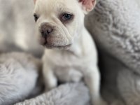 French bulldog özel bir renk ve karakter