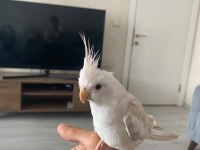 Konuşan TARÇIN Full evcil FALLOW Sultan Papağanı