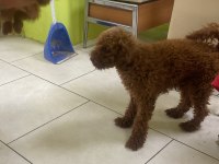 Toy poodle yavrular ırk sağlık garantili