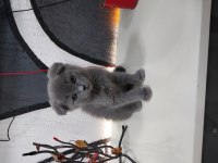 Scottish fold