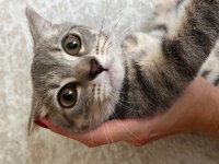 British shorthair 3,5 aylık